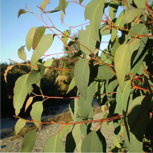 Eucalyptus fraise-olida – Image 2